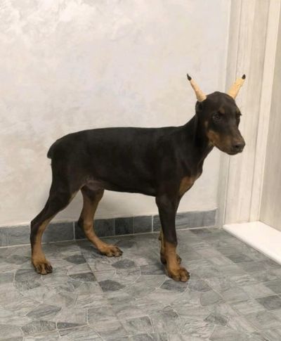 Doberman 